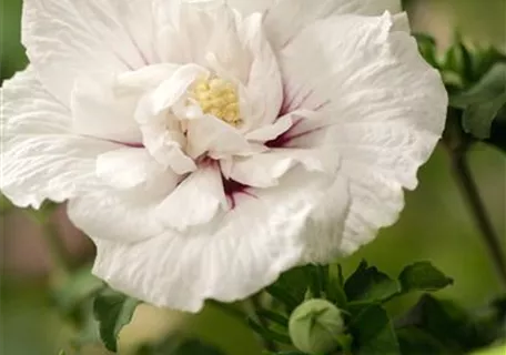 Hibiscus 'White Chiffon' -R- - Garteneibisch 'White Chiffon' -R-