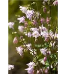 Kurzspornige Akelei - Aquilegia vulgaris