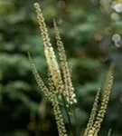 Lanzen-Silberkerze - Cimicifuga racemosa var.cordifolia