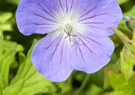 Geranium himalajense 'Johnson's Blue' - Johnson's Garten-Storchschnabel