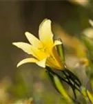 Frühblühende Wiesen-Taglilie - Hemerocallis lilioasphodelus