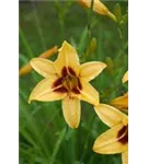 Garten-Taglilie - Hemerocallis x cult.'Bonanza'