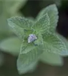 Ährige Minze - Mentha spicata