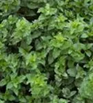 Krause Garten-Minze - Mentha spicata 'Crispa'