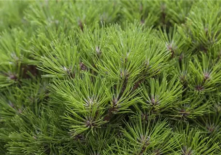 Pinus nigra 'Marie Bregeon' -R- - Schwarzkiefer 'Marie Bregeon' -R-
