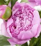 Garten-Pfingstrose - Paeonia lactiflora 'Mons Jules Elie'