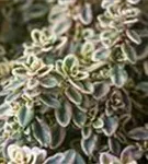 Garten-Thymian - Thymus pulegioides 'Aureus'