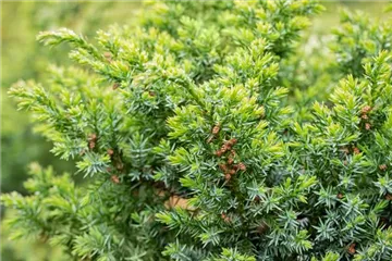 Juniperus - Wacholder