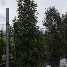 Photinia fraseri 'Red Robin' - Heckenpflanzen, C 45 200- 250