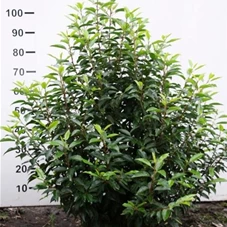 Prunus lusitanica 'Angustifolia' - Heckenpflanzen, MB - Aktion 80- 100