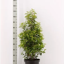 Prunus lusitanica 'Angustifolia' - Heckenpflanzen, C 7,5 - Aktion 80- 100