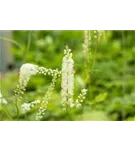 Garten-Oktober-Silberkerze - Cimicifuga simplex 'White Pearl'