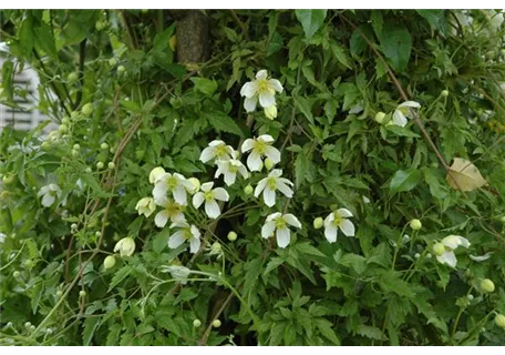 Clematis montana 'Grandiflora' - Berg-Waldrebe 'Grandiflora'