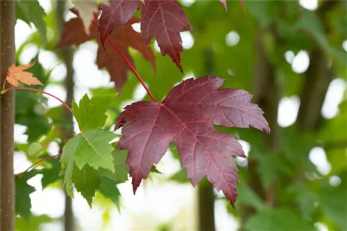 Oregon-Blutahorn 'Royal Red' - Acer platanoides 'Royal Red'