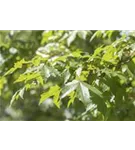 Silberahorn - Acer saccharinum