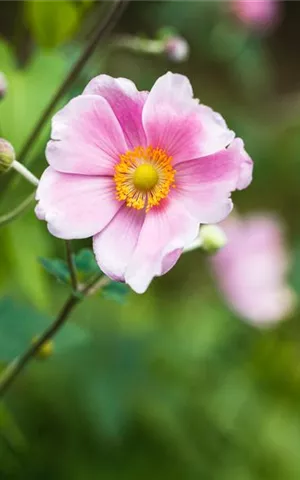 Anemone japonica 'Rosenschale'