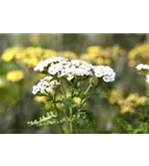 Garten-Schaf-Garbe - Achillea millefolium 'White Beauty'
