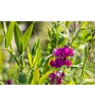 Garten-Platterbse - Lathyrus latifolius 'Rosa Perle'
