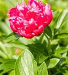 Bauerngarten-Pfingstrose - Paeonia officinalis 'Rosea Plena'