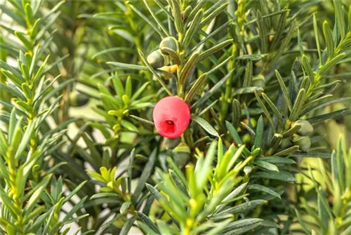 Fruchtende Bechereibe - Taxus media 'Hicksii' - Bonsai