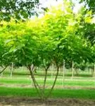 Reichfruchtender Trompetenbaum 'Aurea' - Catalpa bignonioides 'Aurea'