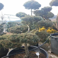 Pinus parviflora 'Negishi' - Bonsai, Gartenbonsai Nr. 16 150- 175