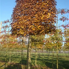 Carpinus betulus - Formgehölze, H mDb Spalier 160x160 cm Sth. 210 cm 20- 25