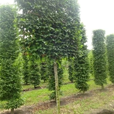 Carpinus betulus - Formgehölze, H mDb Spalier 160x160 cm Sth. 170 cm 20- 25