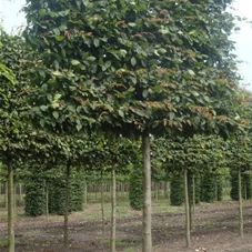 Carpinus betulus - Formgehölze, H mDb Spalier 200x220 cm Sth. 225 cm 25- 30