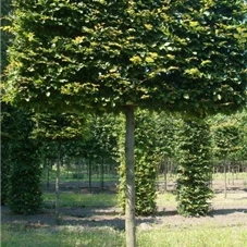 Carpinus betulus - Formgehölze, H mDb Spalier 200x220 cm Sth. 225 cm 30- 35