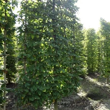 Carpinus betulus - Formgehölze, mDb Spalier 250x160 cm Sth. 50 cm 18- 20
