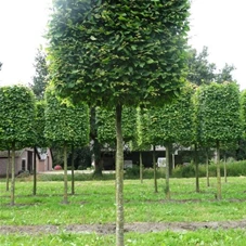 Carpinus betulus - Formgehölze, H mDb Kubus 150x150x150 cm 35- 40