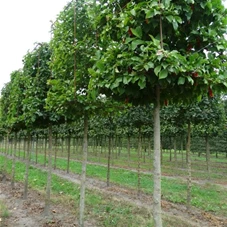 Magnolia kobus - Formgehölze, H mDb Quader 150x100x100 cm 25- 30