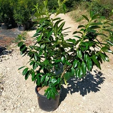 Prunus lauroc.'Novita', C 20 100- 125