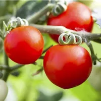 Tiefrote Tomaten mit viel Aroma