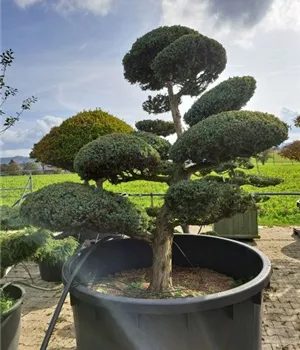 Juniperus chin.'Blue Alps' - Bonsai