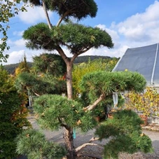 Pinus nigra ssp.nigra, Bonsai C 215 200- 250