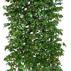 Parrotia persica 'Vanessa' - Heckenelemente, Heckenelement 200-