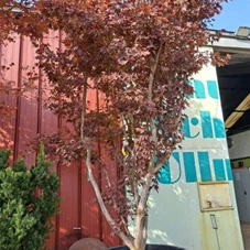 Acer palmatum 'Atropurpureum' - Unikum, C 750 Extra 300- 350