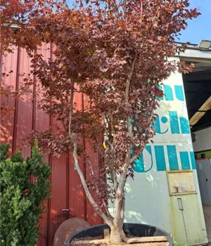 Acer palmatum 'Atropurpureum' - Unikum