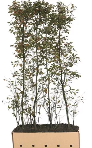 Amelanchier lamarckii - Heckenelemente