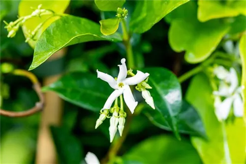 Sternjasmin - Trachelospermum jasminoides - Mediterranes
