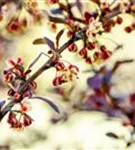 Rote Heckenberberitze - Berberis thunbergii 'Atropurpurea' - Heckenpflanzen