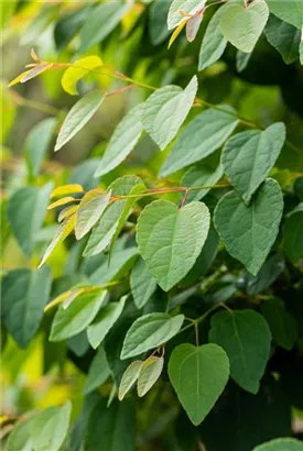 Judasblattbaum - Cercidiphyllum japonicum