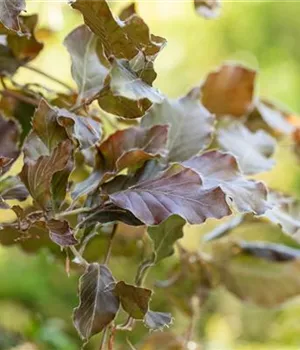 Fagus sylvatica 'Atropunicea' - Heckenpflanzen