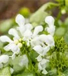 Gefleckte Garten-Taubnessel - Lamium maculatum 'White Nancy'