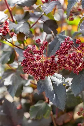 Fasanenspiere 'Red Baron' - Physocarpus opulifolius 'Red Baron'