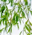 Babylonische Weide - Salix babylonica