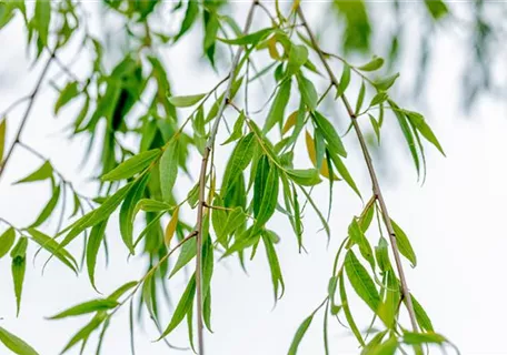 Salix babylonica - Babylonische Weide