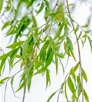 Babylonische Weide - Salix babylonica